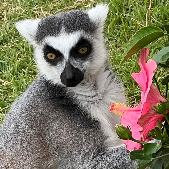 π Large Heather Gray World Lemur Day Crewneck Tee π - Picture 12 of 16